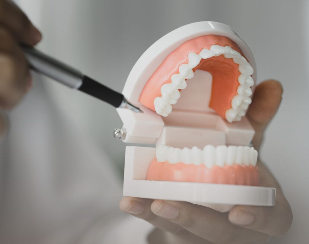 imagem de um modelo de maxilares alinhados aberto na mão de um dentista que aponta para ele com uma caneta